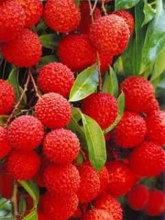 Red Fruit