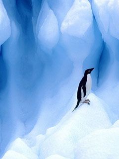 Adelie Penguin South Shetland Islands