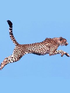 Air Time Cheetah