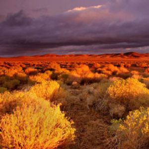 Antelope-Valley-Poppy-Reserve California