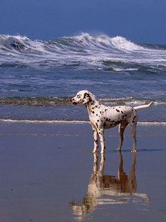 A Day at the Beach Dalmatian