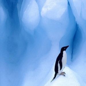 Adelie Penguin South Shetland Islands Antarctic Pe