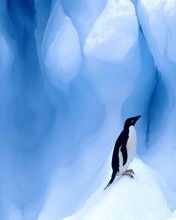 Adelie Penguin South Shetland Islands Antarctic Pe