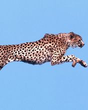 Air Time Cheetah