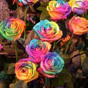 tie dyed rose
