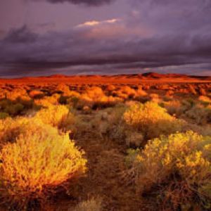 Antelope Valley Poppy Reserve - California