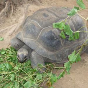 Seychelles Turtles 