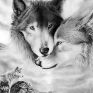 Wolf Beauty