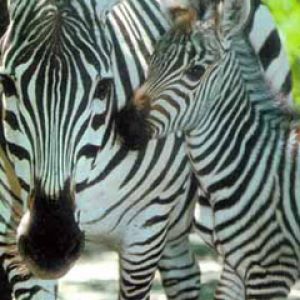 Zebra - Chicago Zoo