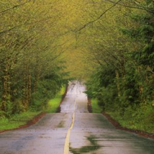 Country Road After a Spring Rain - Vancouver Islan