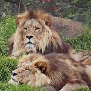 Lions - Melbourne Zoo