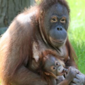 Zoo Berlin - Orangutan