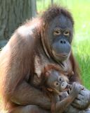 Zoo Berlin - Orangutan