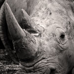 Dublin Zoo Rhino