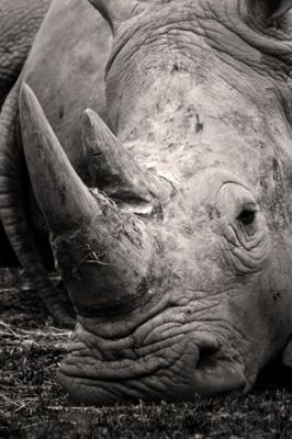 Dublin Zoo Rhino