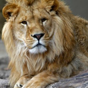 Lion Zoo Antwerp