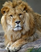 Lion Zoo Antwerp