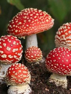 Red Magic Mushrooms