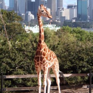 Sydney Taronga Zoo - Giraffe