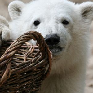 Zoo Berlin - Knut