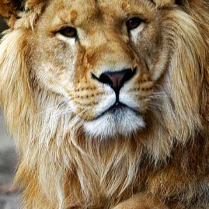 Lion - Zoo Antwerpen