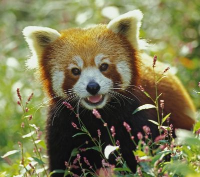Firefox - Red Panda