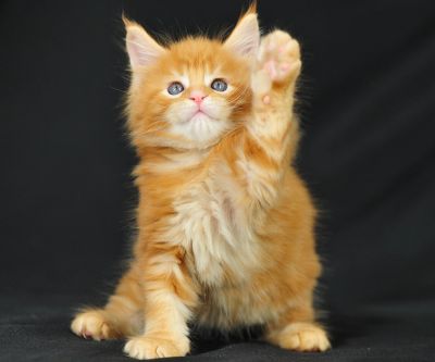 red maine coon